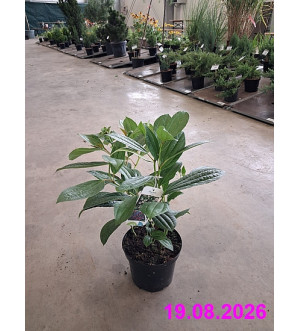 Viburnum davidii C 2,5 L